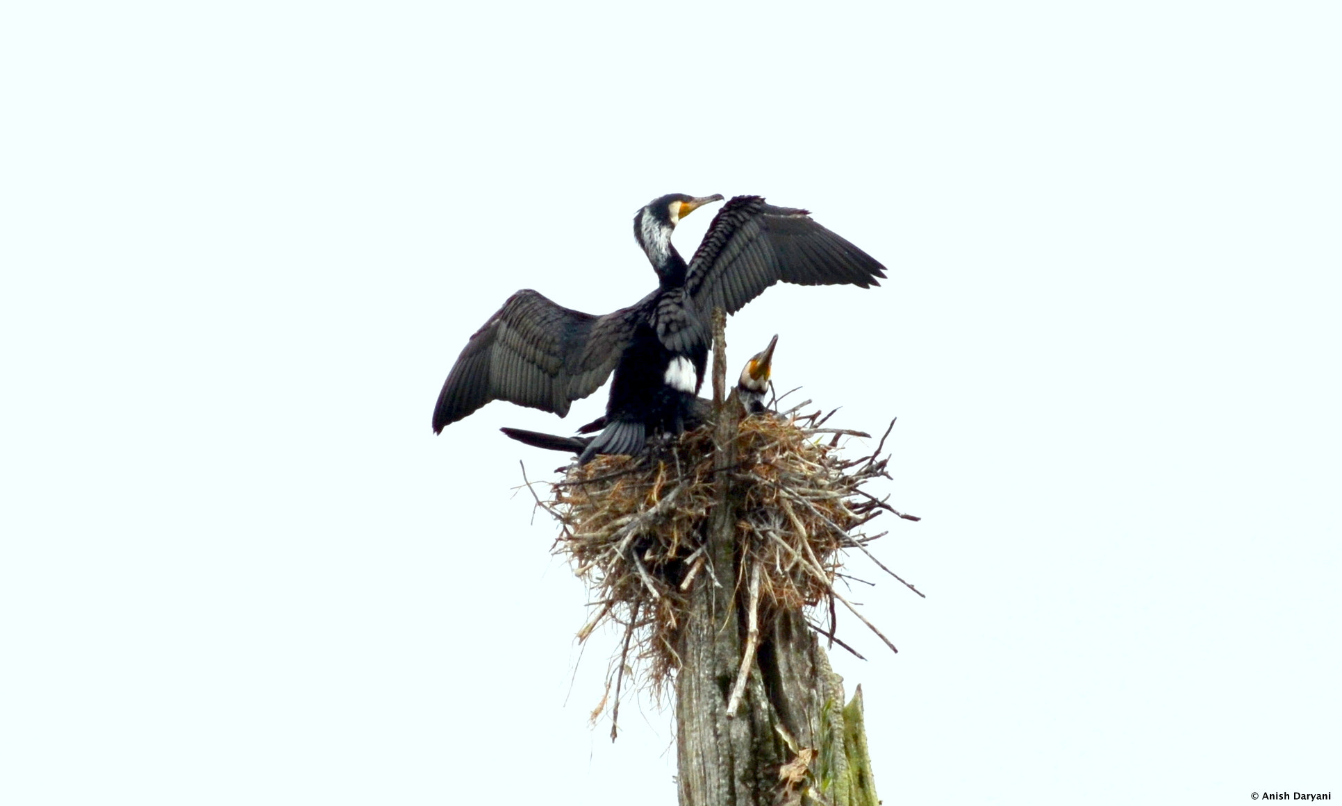 Nikon D5100 sample photo. Cormorants photography