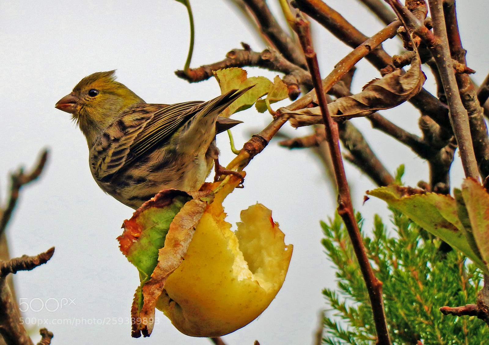 Nikon Coolpix S9900 sample photo. I am a canary photography