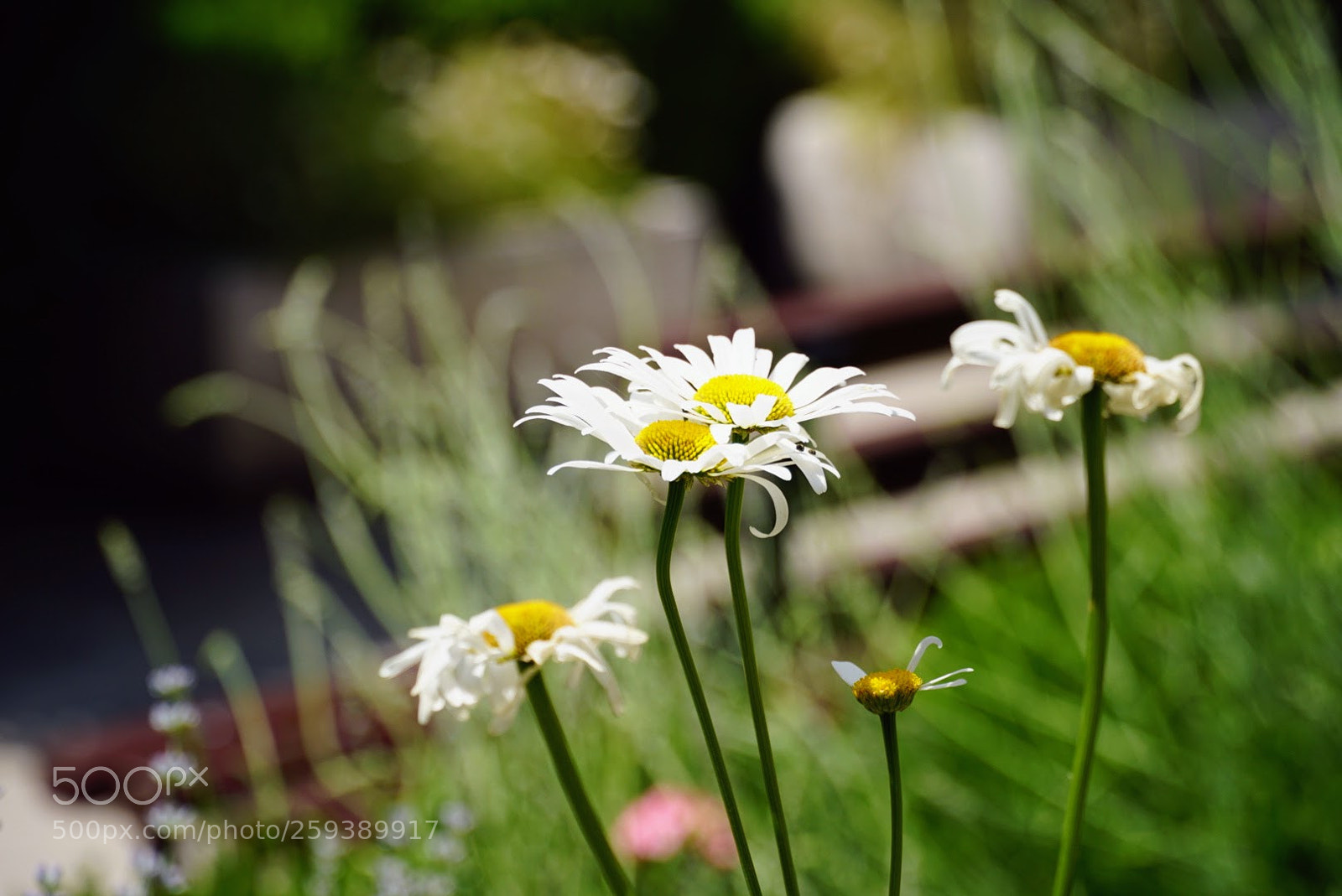 Sony a6300 sample photo. Lrg dsc photography