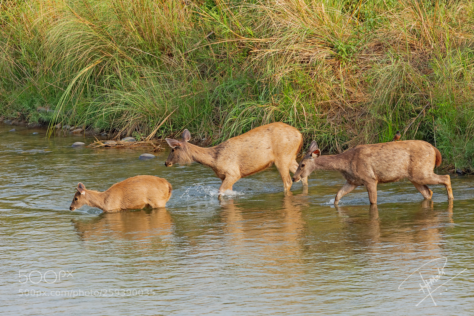 Canon EOS 5D Mark IV sample photo. Crossingtheriver photography