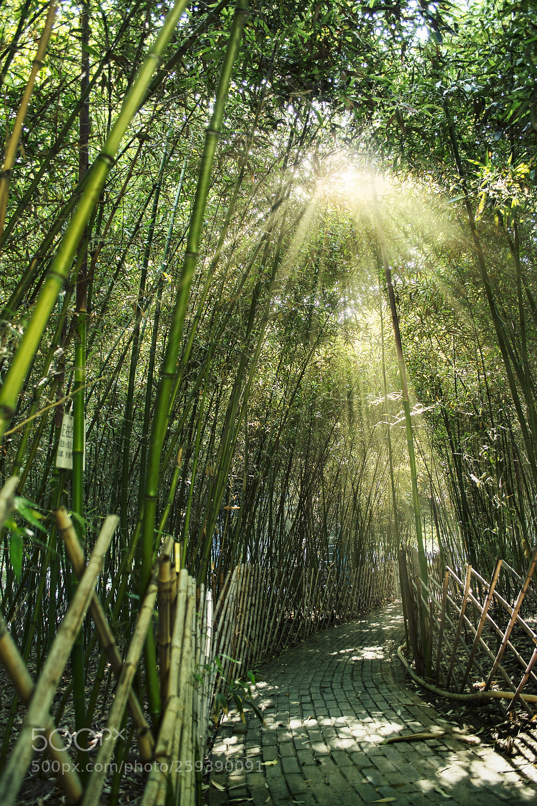 Nikon D5300 sample photo. Bamboo photography