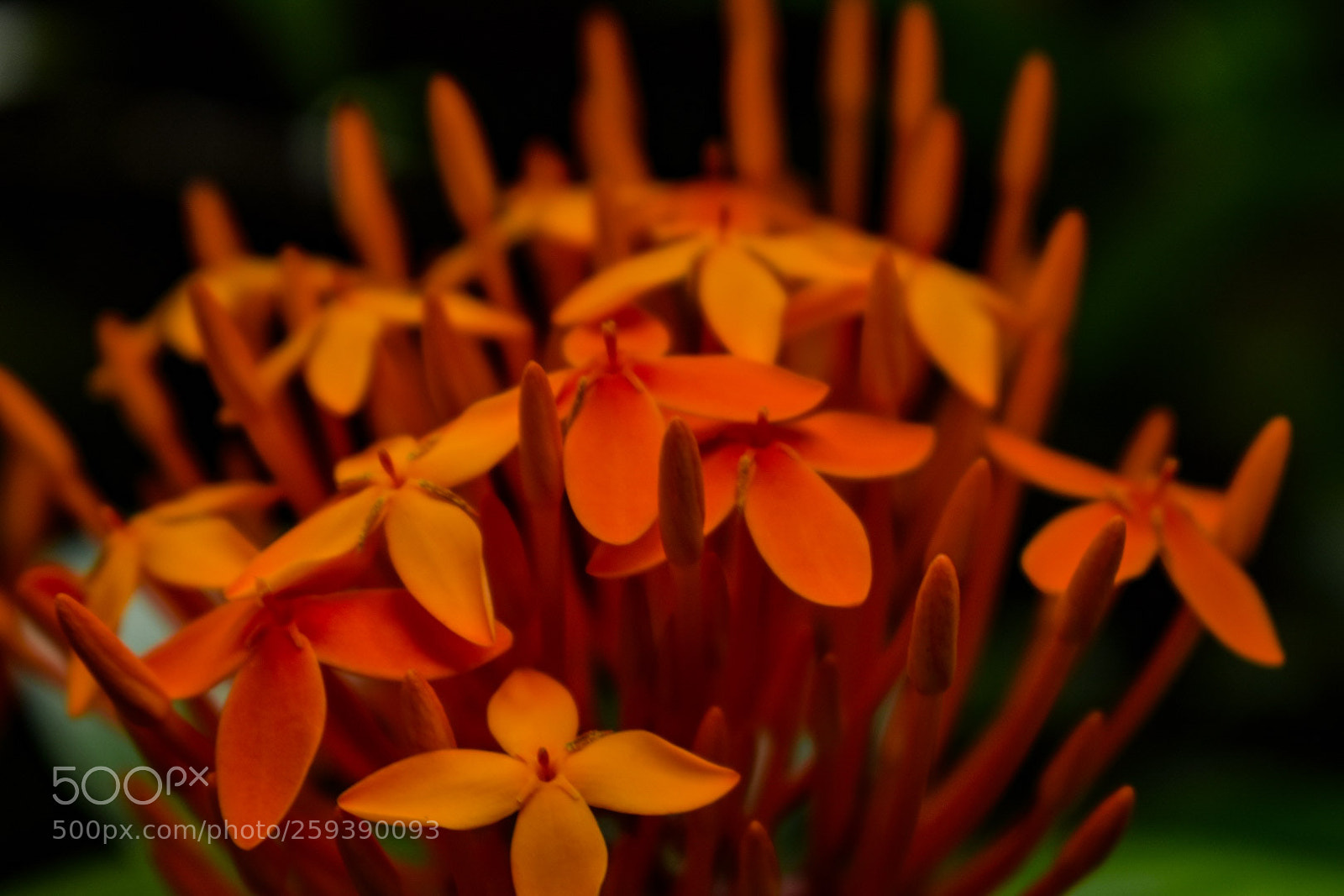 Nikon D5300 sample photo. Untitled photography