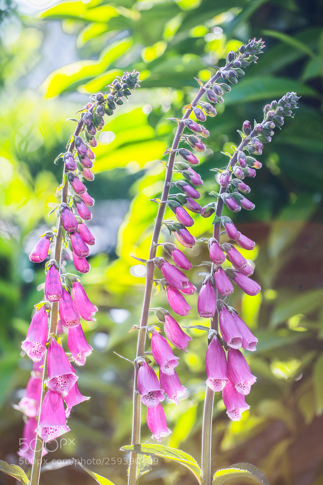 Canon EOS 5D Mark IV sample photo. Sans titre photography