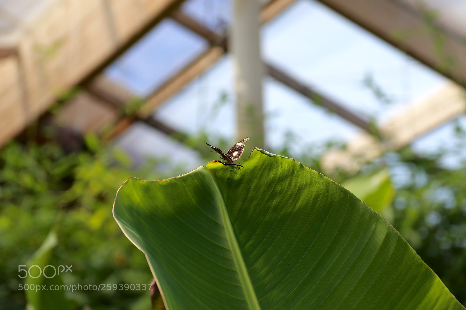 Canon EOS 6D sample photo. Schmetterlingspark klütz photography