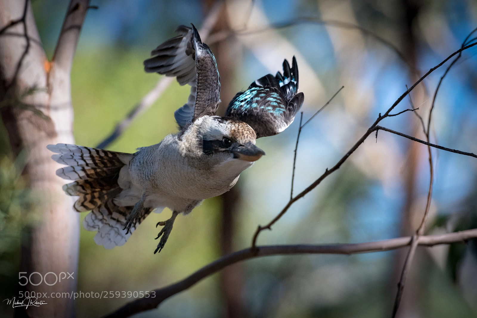 Nikon D850 sample photo. Kookabur in flight photography