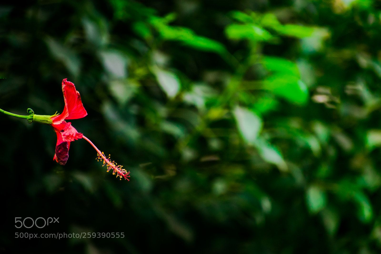 Nikon D5300 sample photo. Redflowerbud photography