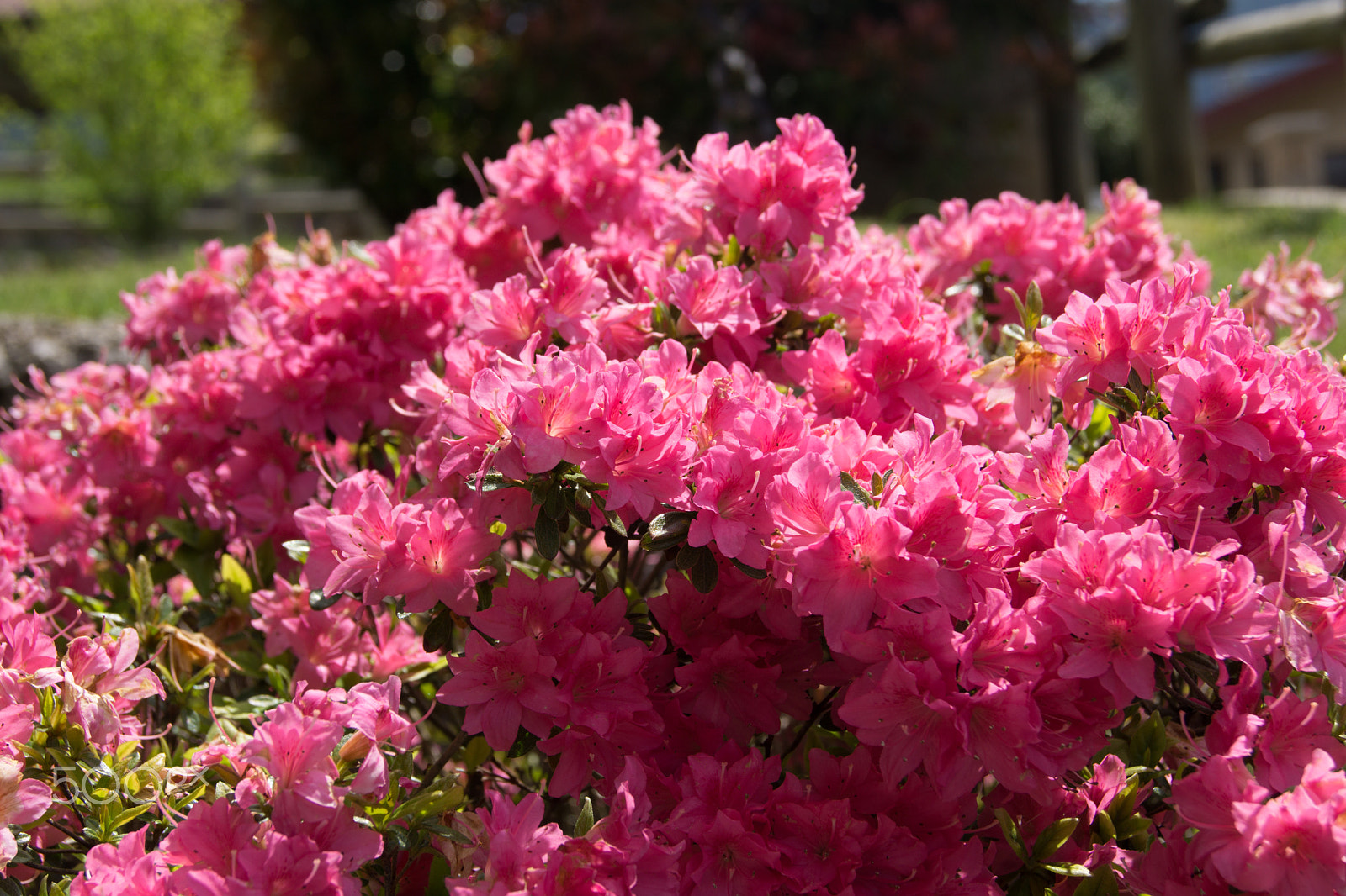 Sony a5100 sample photo. My garden flowers photography
