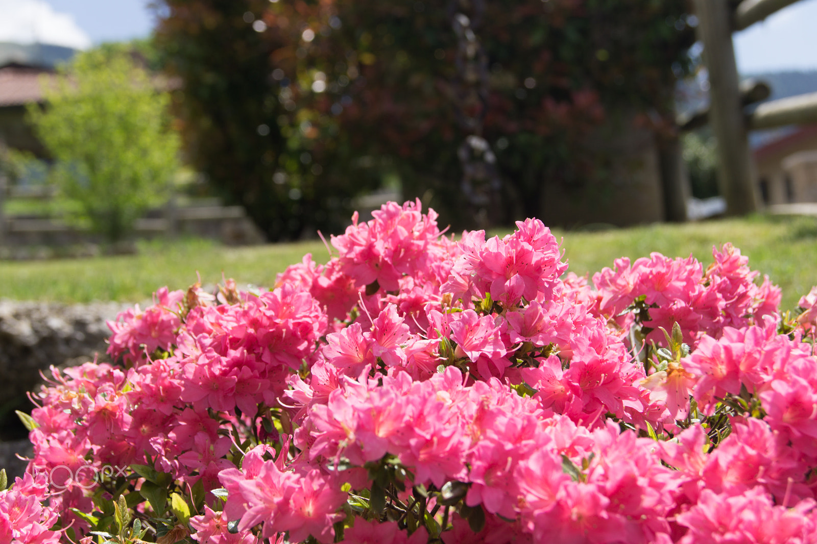 Sony a5100 sample photo. My garden flowers photography