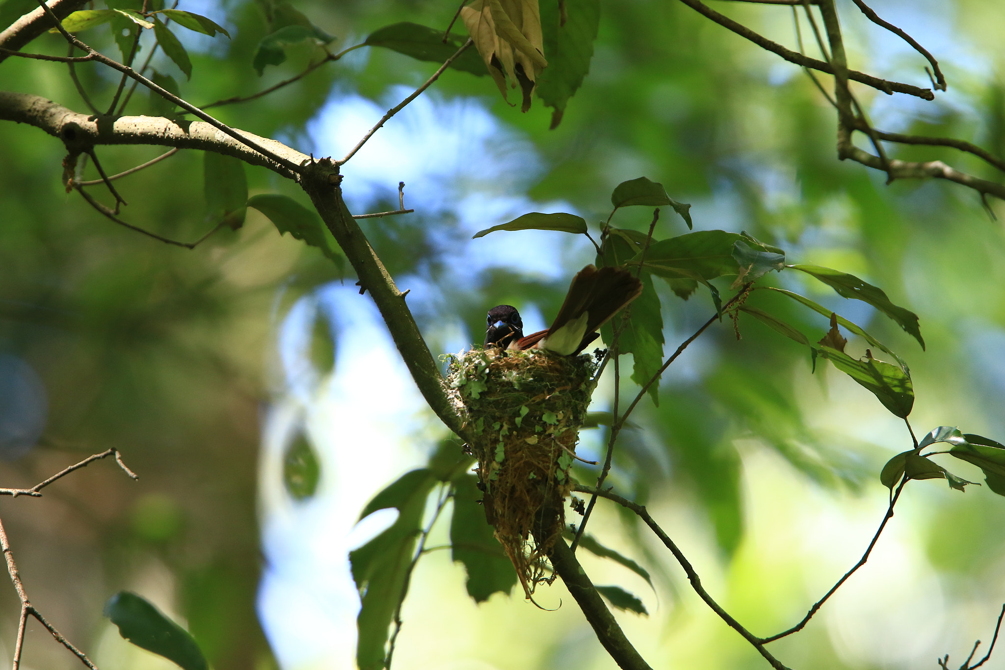 Canon EF 400mm F2.8L IS USM sample photo. Japanese paradise flycatcher サンコウチョウ photography