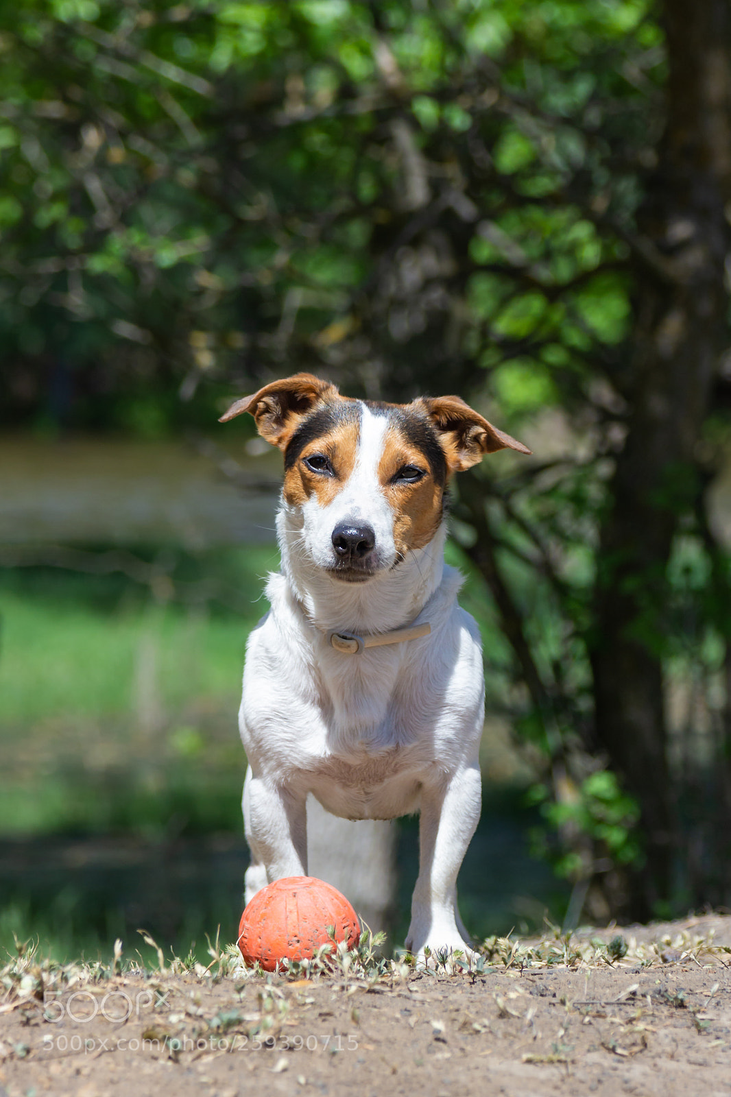 Canon EOS 600D (Rebel EOS T3i / EOS Kiss X5) sample photo. Jack russell terrier sitting photography