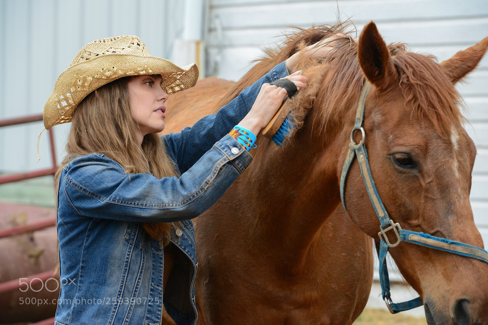 Nikon D800 sample photo. Brushing a rescue photography