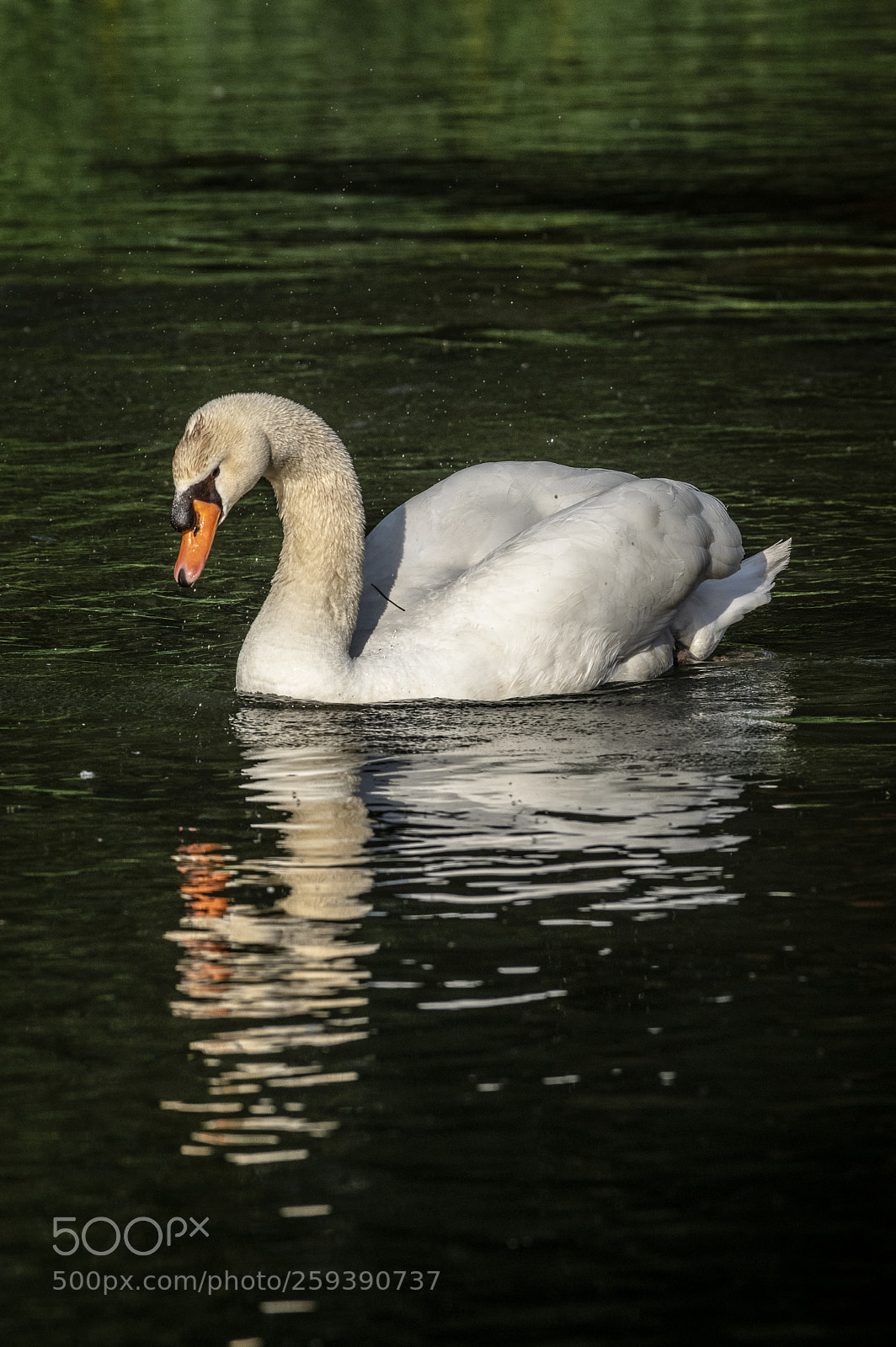 Pentax K-3 sample photo. Beatiful swan photography
