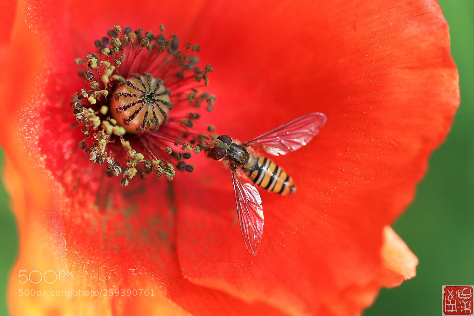 Canon EOS 6D sample photo. Sirfide photography