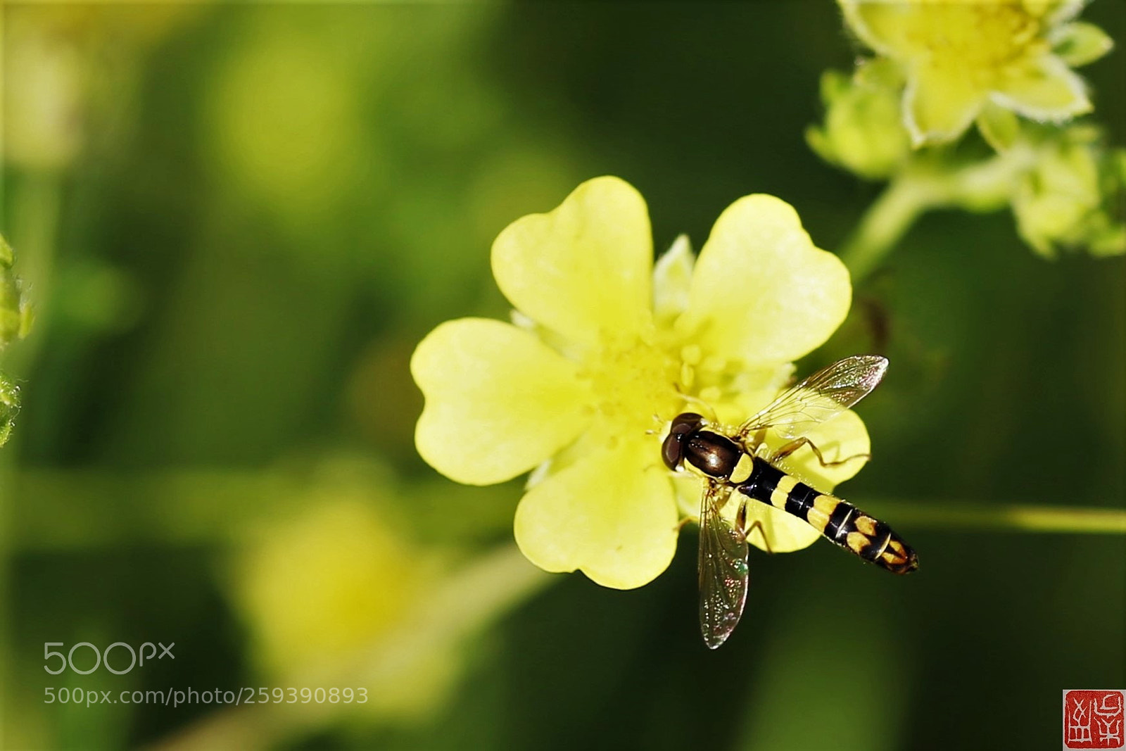 Canon EOS 6D sample photo. Potentilla e sirfide photography