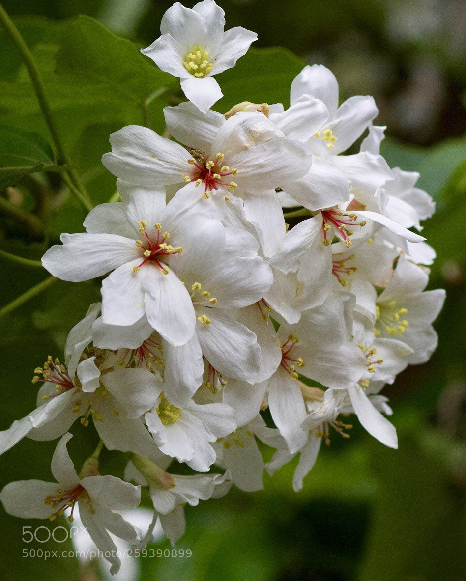 Canon EOS 50D sample photo. Untitled photography