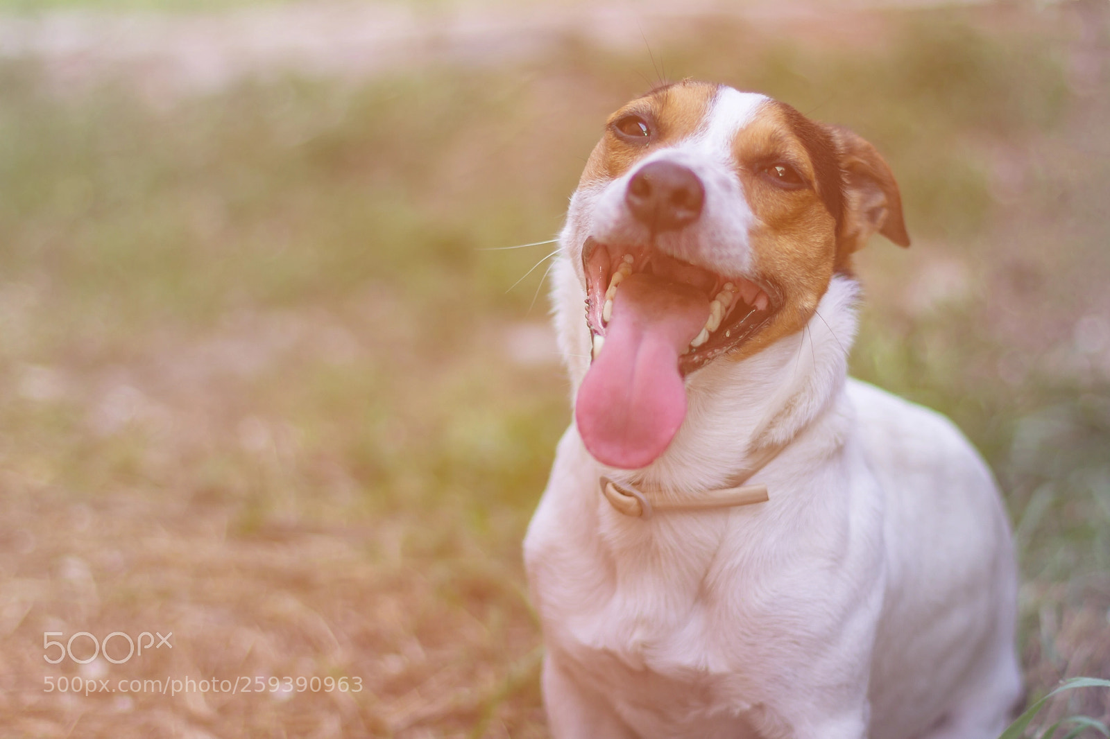Canon EOS 600D (Rebel EOS T3i / EOS Kiss X5) sample photo. Jack russell terrier sitting photography