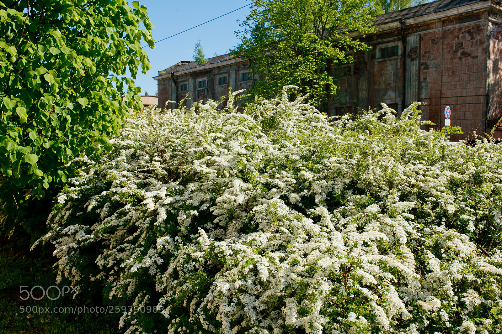 Canon EOS 5D Mark II sample photo. Blossom photography