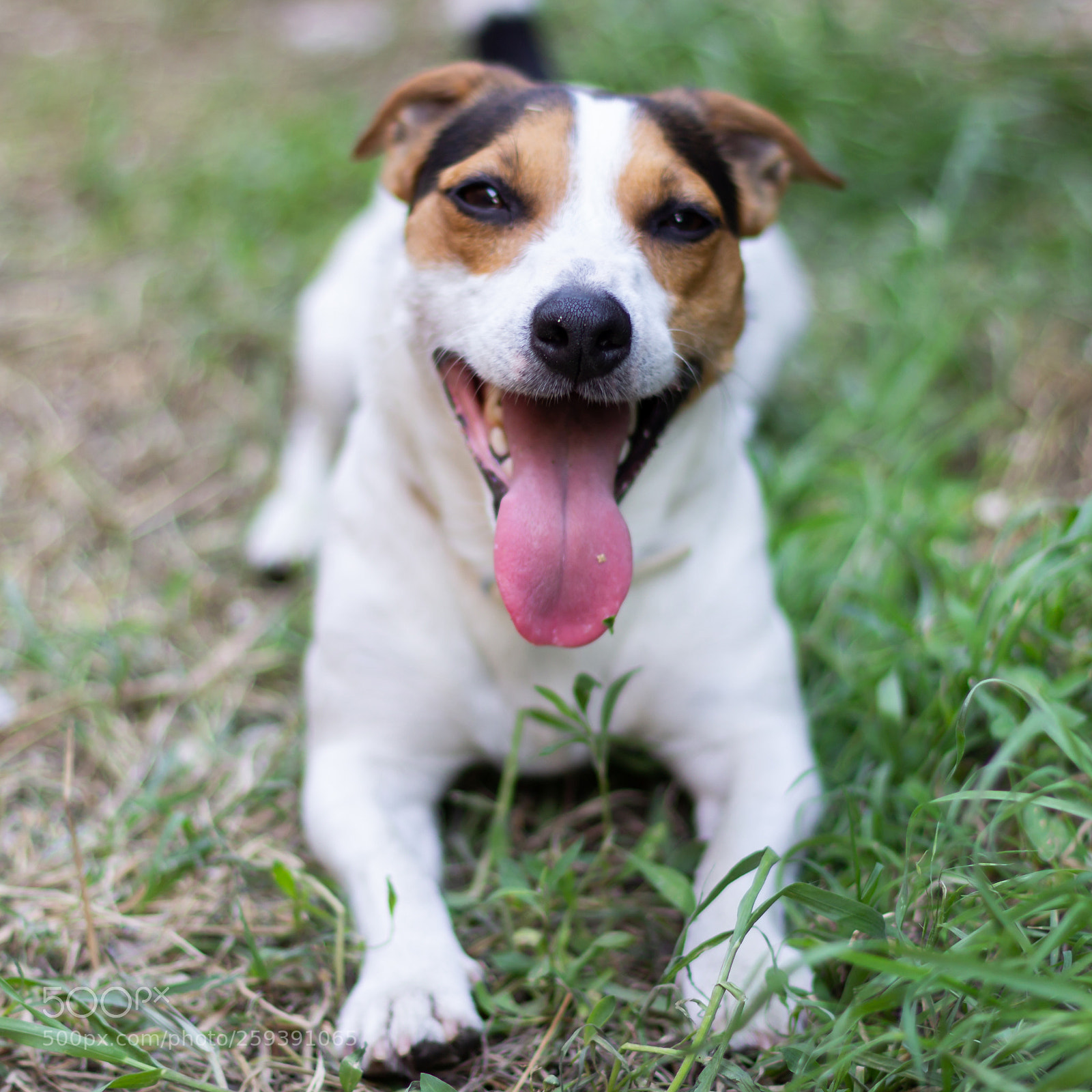 Canon EOS 600D (Rebel EOS T3i / EOS Kiss X5) sample photo. Jack russell terrier sitting photography