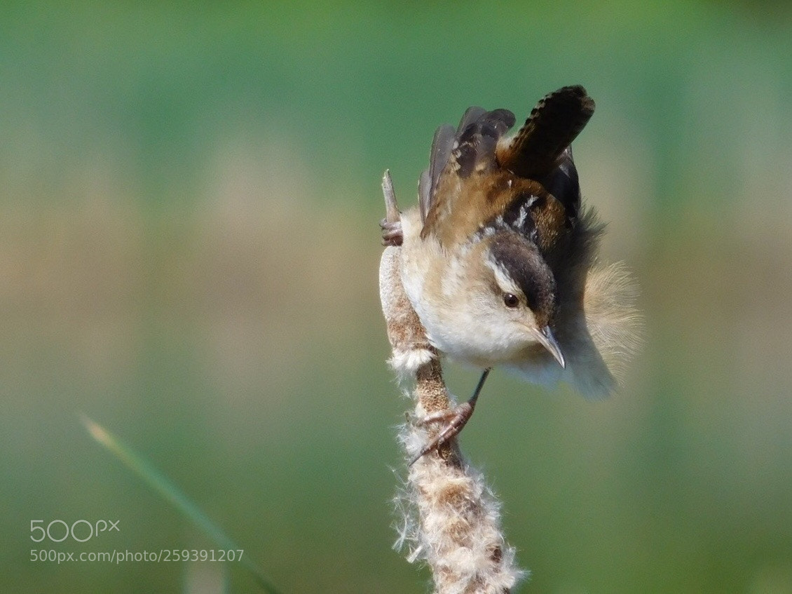 Nikon Coolpix L840 sample photo. Marsh wren  photography