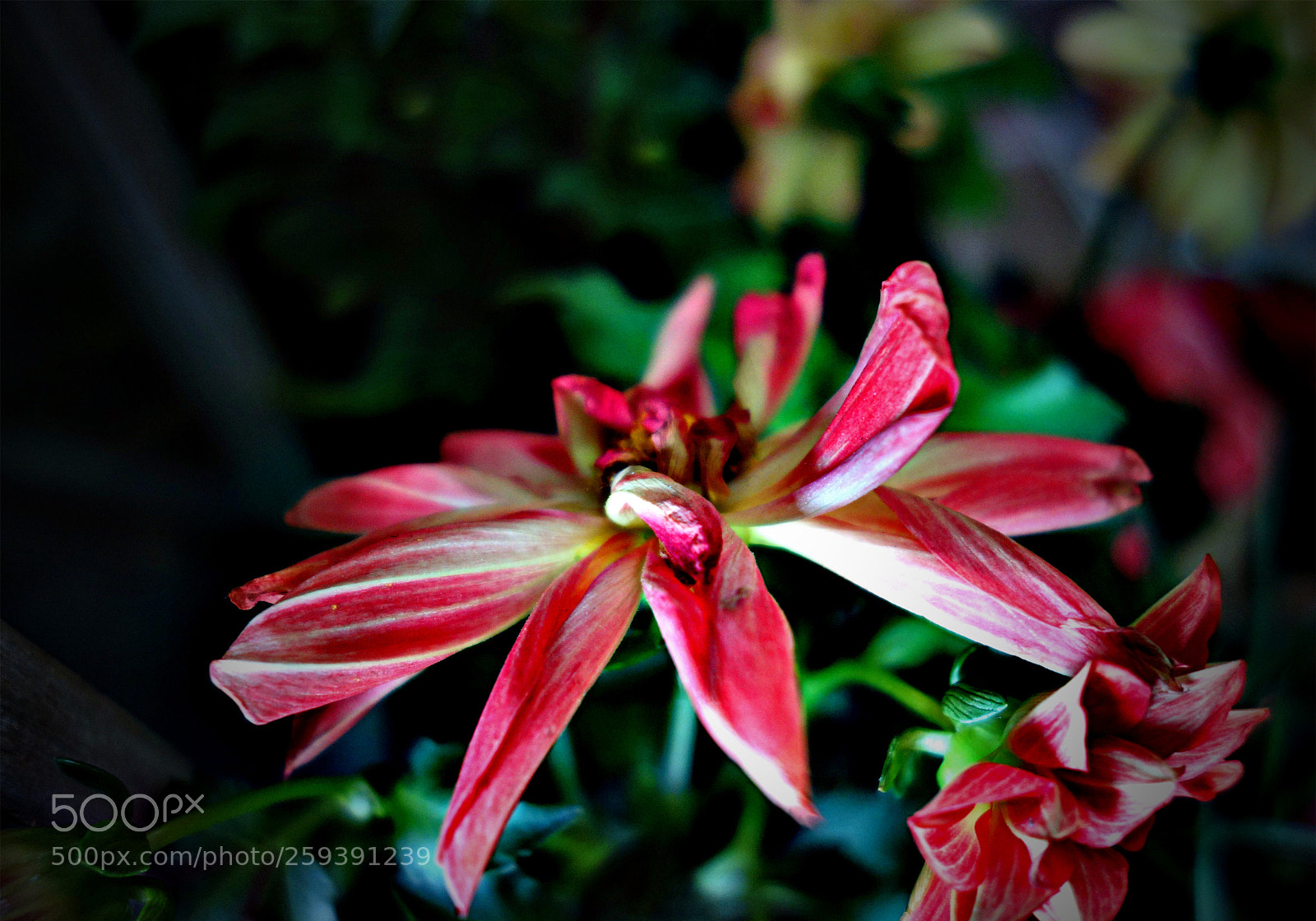 Sony Cyber-shot DSC-RX100 sample photo. Copia photography