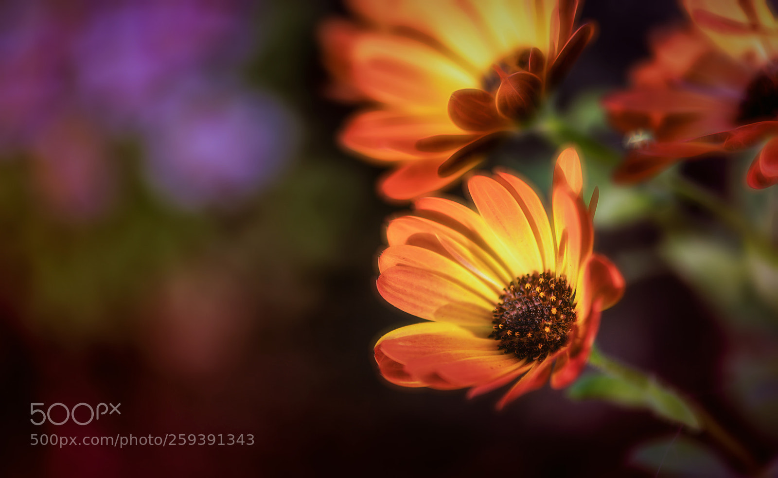 Nikon D850 sample photo. Feeling... photography