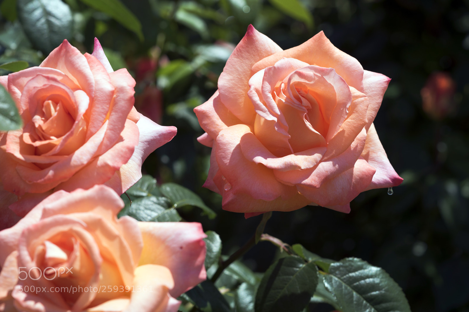 Nikon D750 sample photo. Rose6 photography