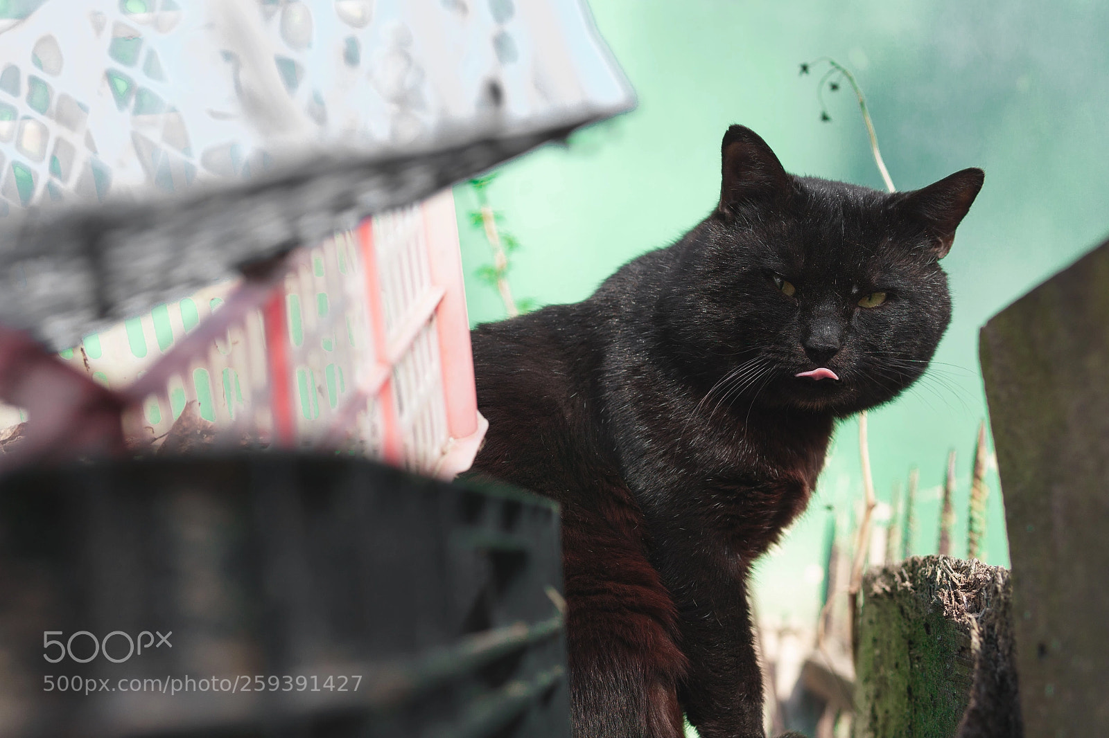 Sony a6000 sample photo. Mlem photography