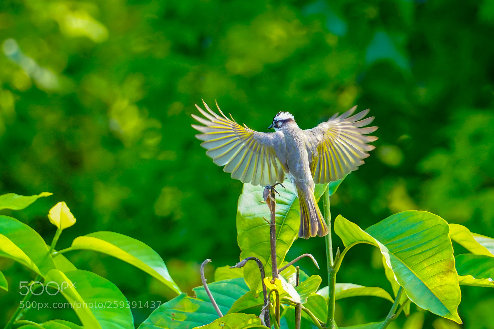 Sony a9 sample photo. 白頭鵯 pycnonotus sinensis photography
