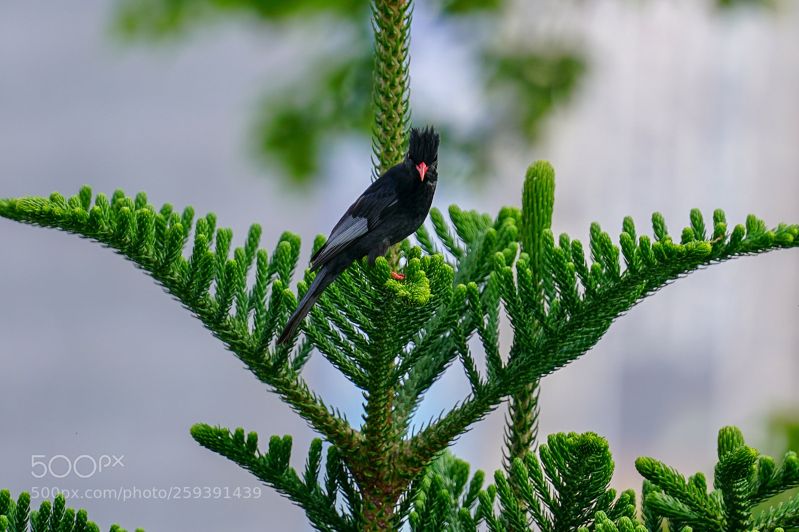 Sony a9 sample photo. 紅嘴黑鵯 hypsipetes leucocephalus photography