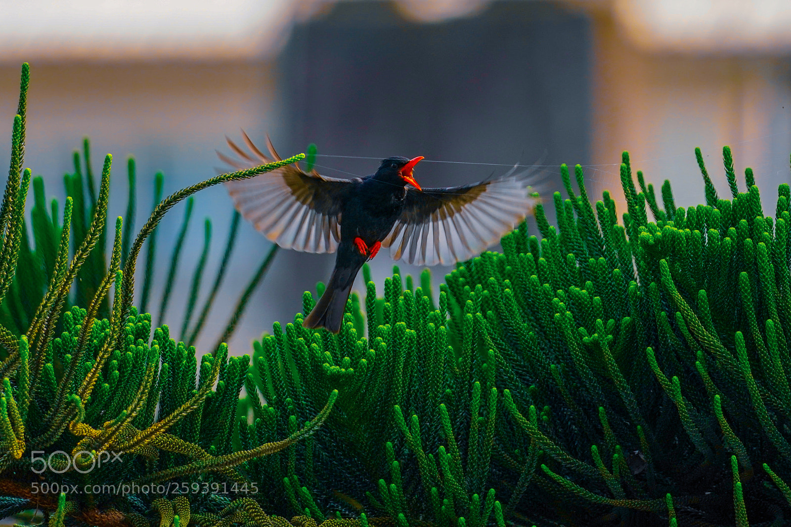 Sony a9 sample photo. 紅嘴黑鵯 hypsipetes leucocephalus photography