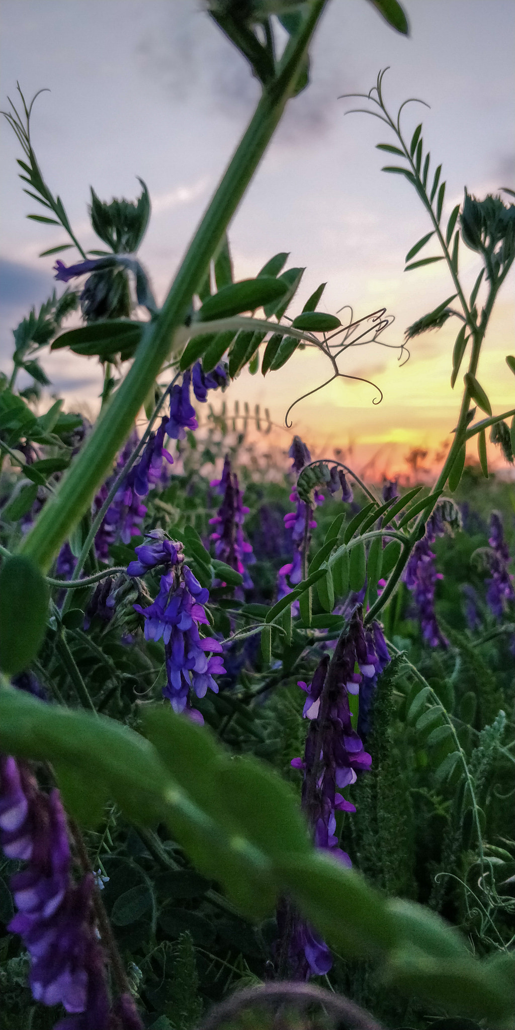 OnePlus 5T sample photo