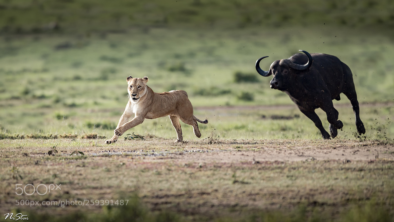 Nikon D5 sample photo. Running race! photography