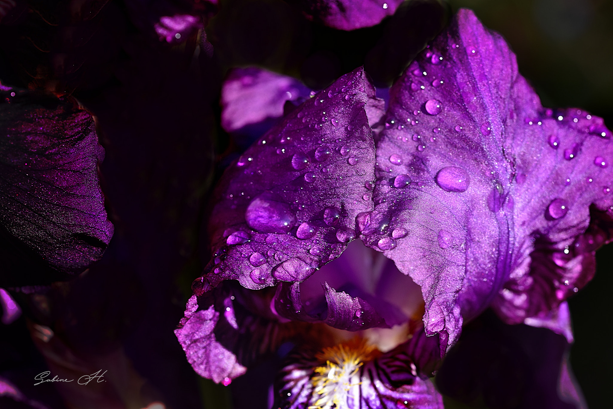 Sigma 105mm F2.8 EX DG OS HSM sample photo. Lilie photography