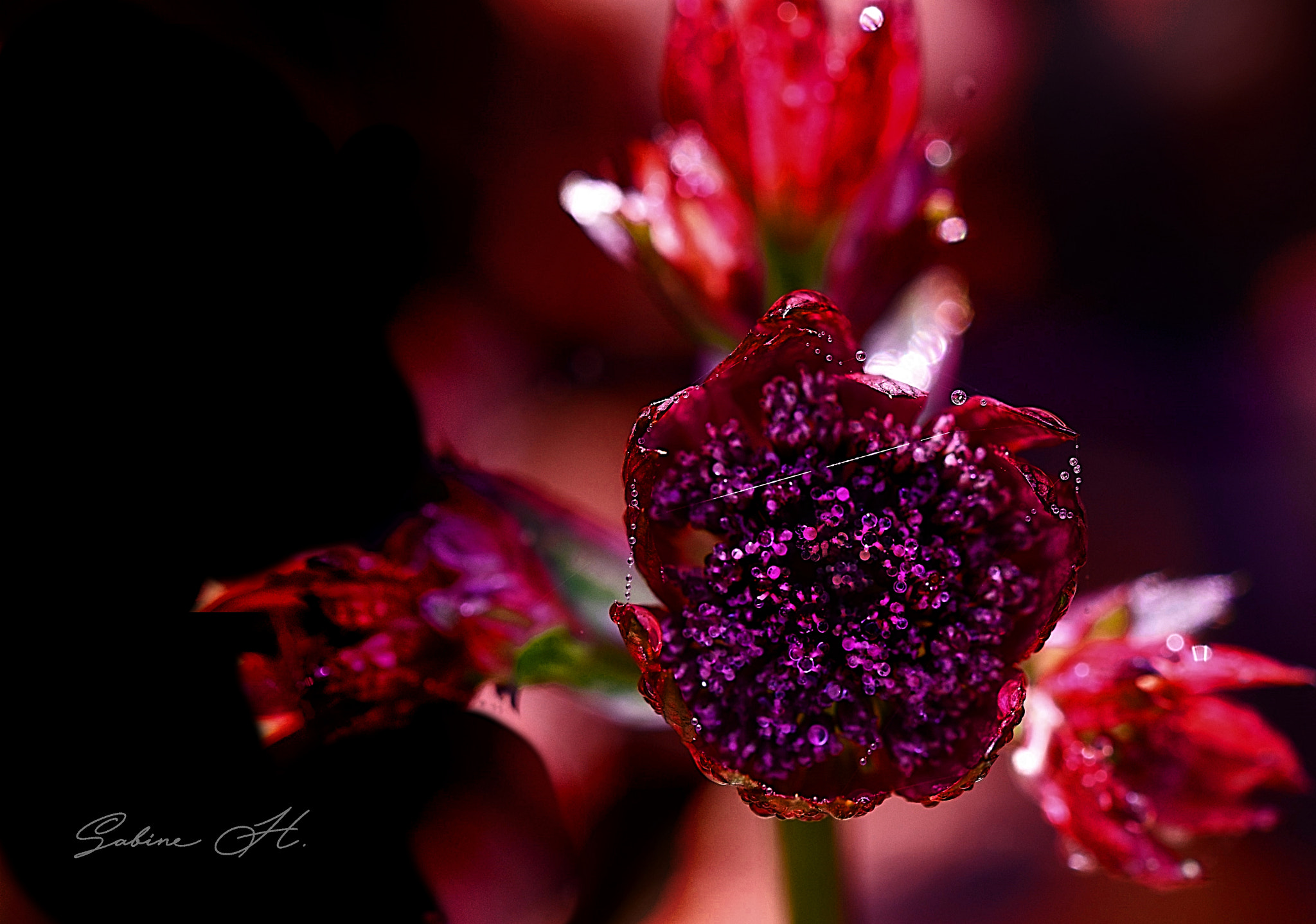 Sigma 105mm F2.8 EX DG OS HSM sample photo