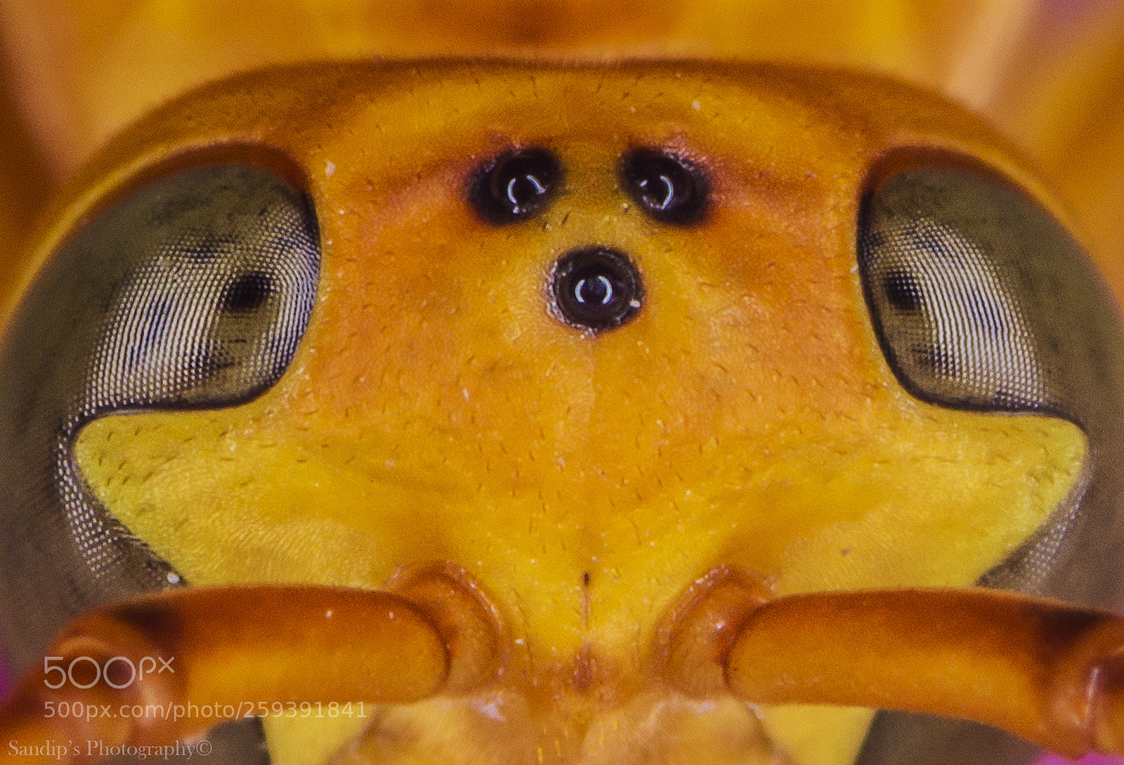 Canon EOS 600D (Rebel EOS T3i / EOS Kiss X5) sample photo. Forehead of a wasp..... photography