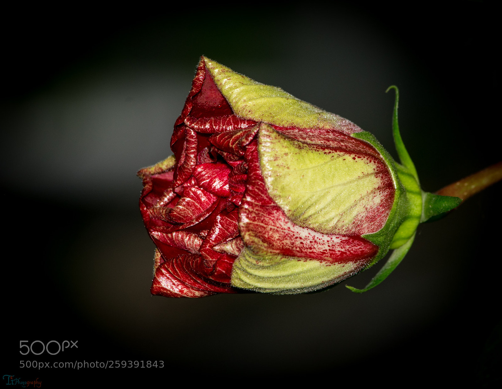 Nikon D5300 sample photo. China rose bud photography