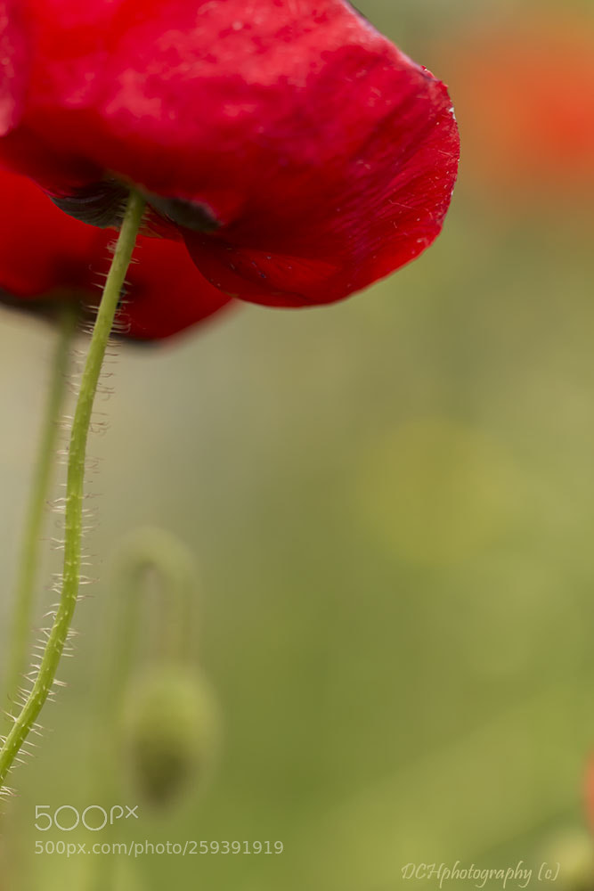 Canon EOS 650D (EOS Rebel T4i / EOS Kiss X6i) sample photo. Red fury photography