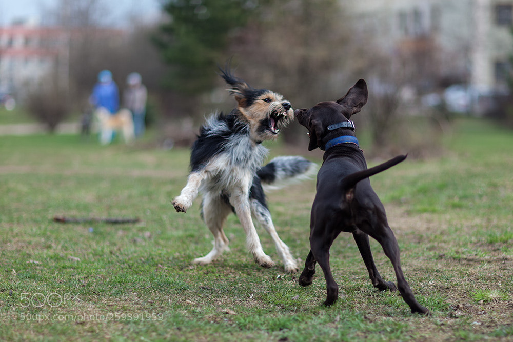 Canon EOS 5D Mark II sample photo. Friendship))) photography