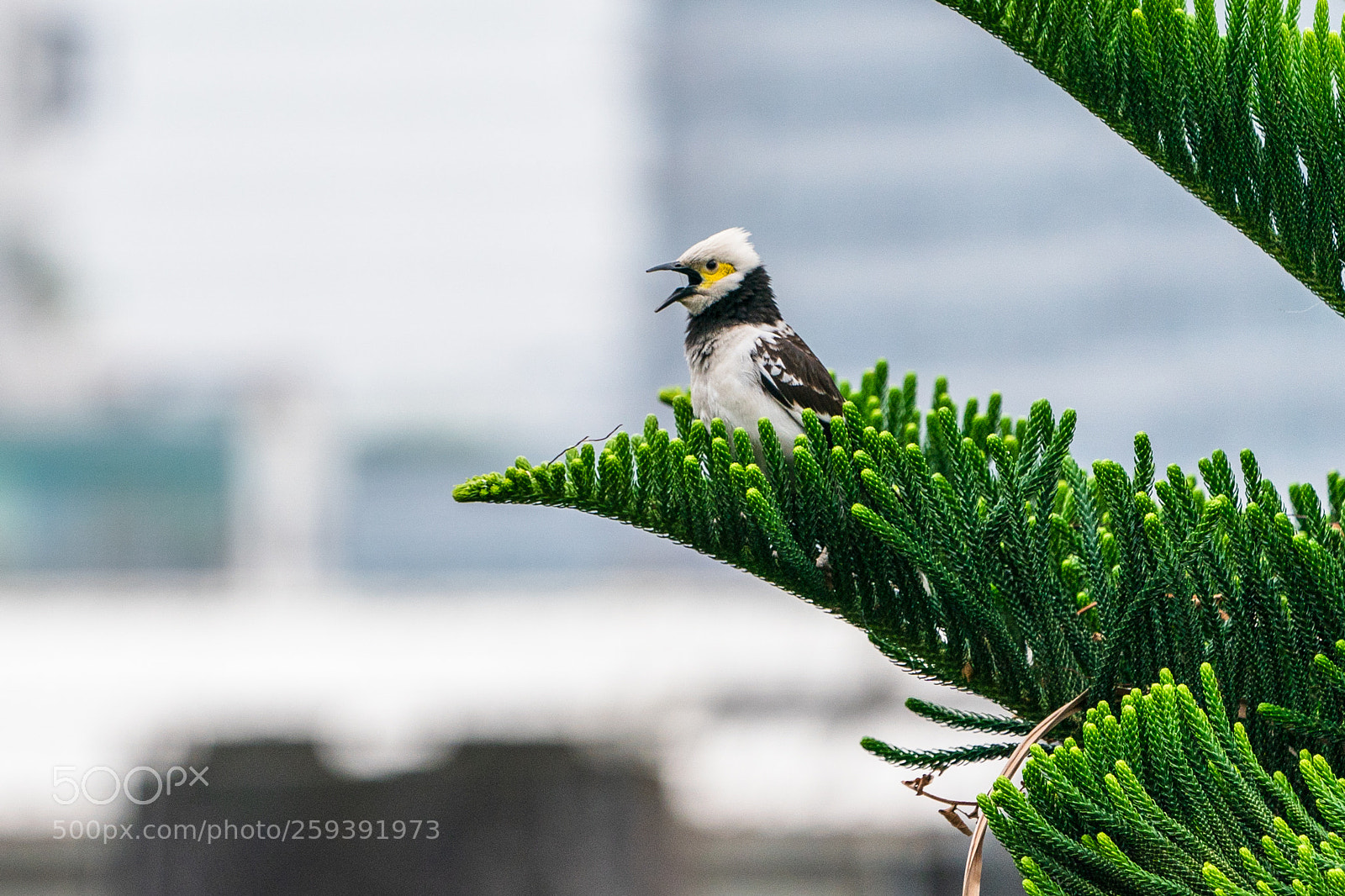 Sony a9 sample photo. 黑領椋鳥 gracupica nigricollis photography
