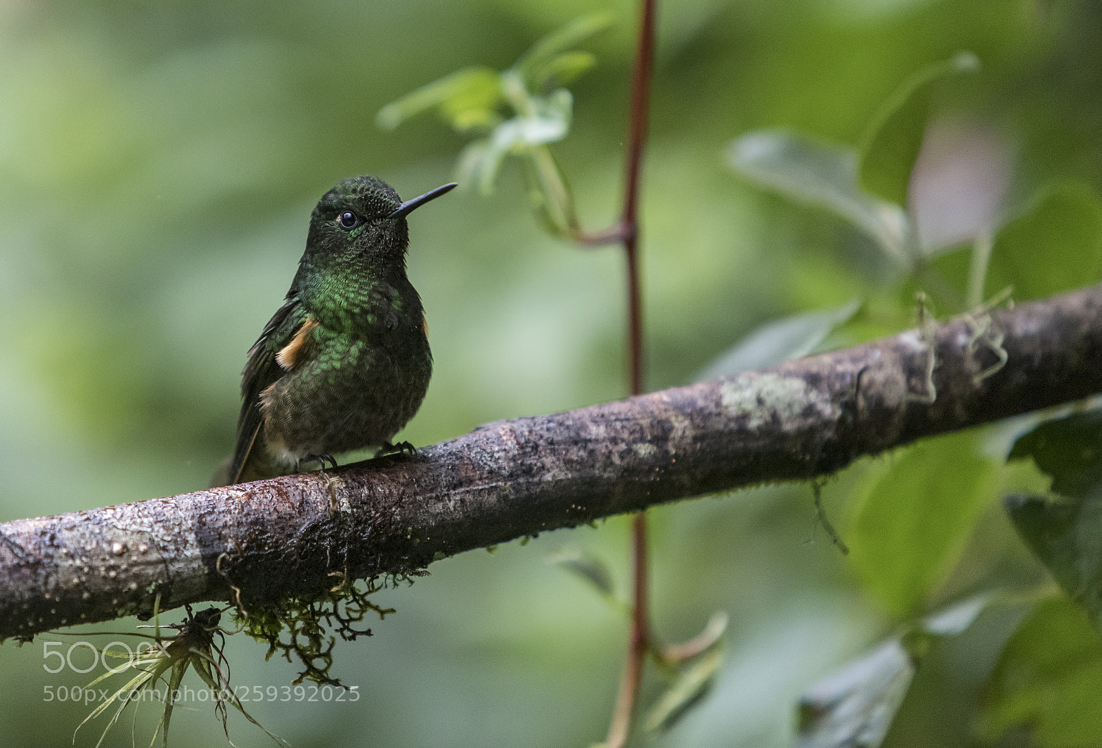 Canon EOS 5D Mark IV sample photo. Buff-tailed coronet photography