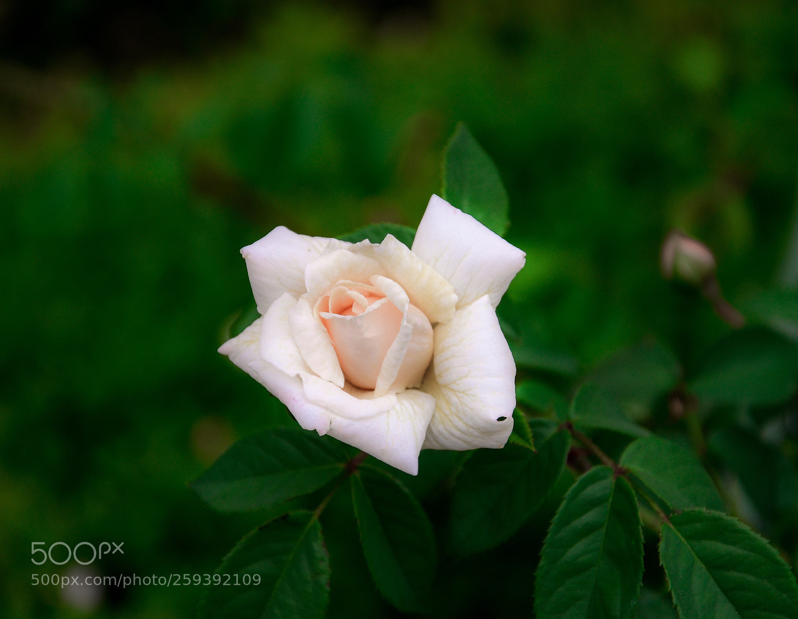 Nikon D7000 sample photo. Soft ... photography