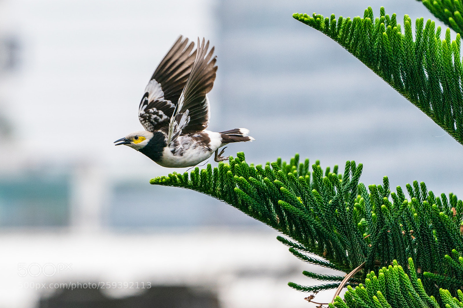 Sony a9 sample photo. 黑領椋鳥 gracupica nigricollis photography