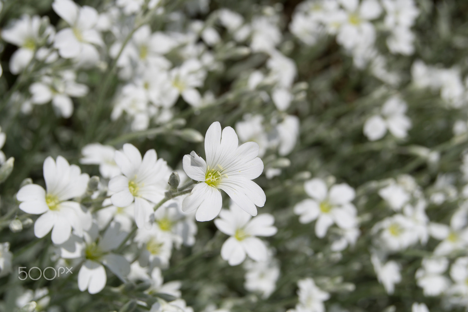 Sony a5100 sample photo. My garden flowers photography