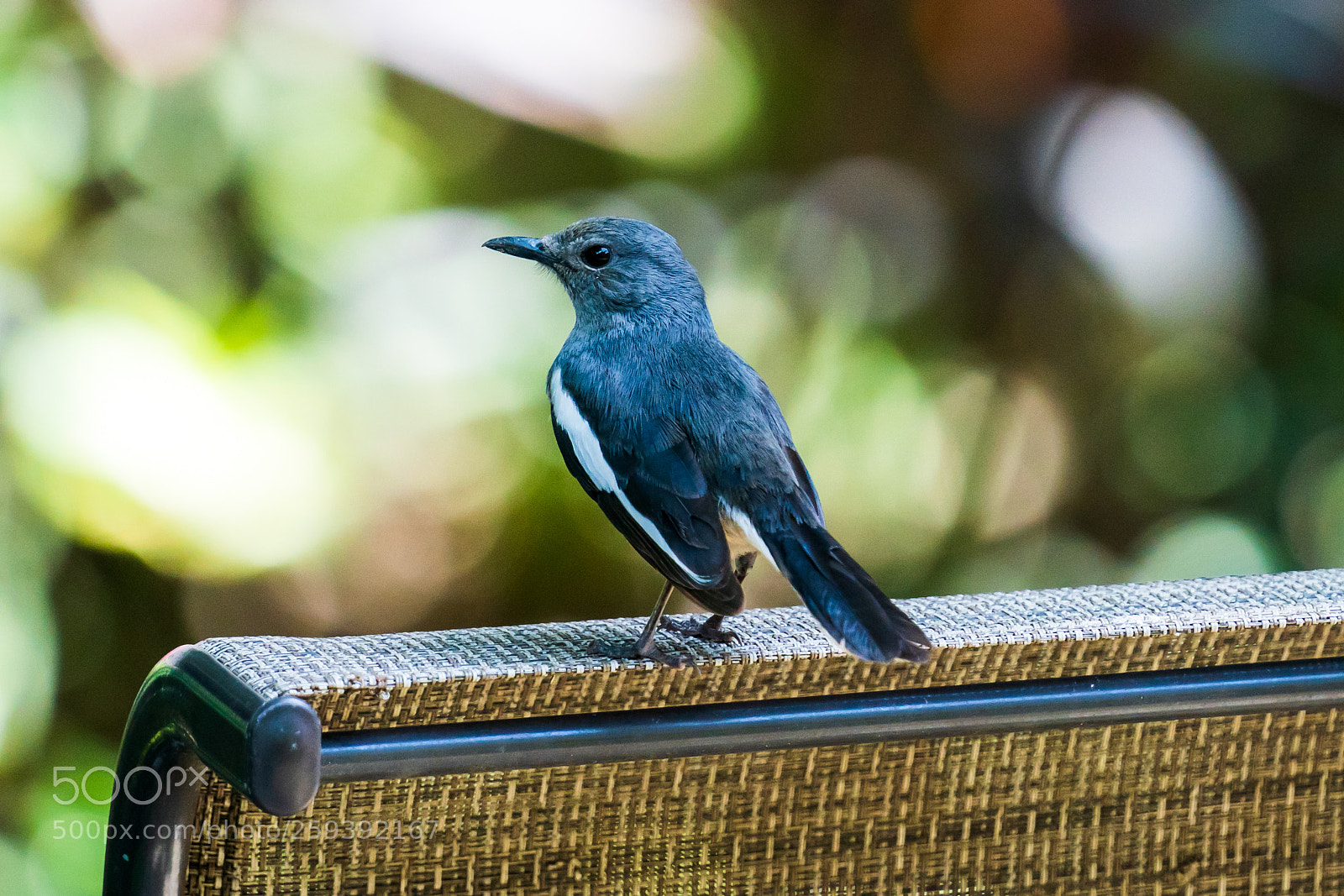 Sony a9 sample photo. 鵲鴝 copsychus saularis photography