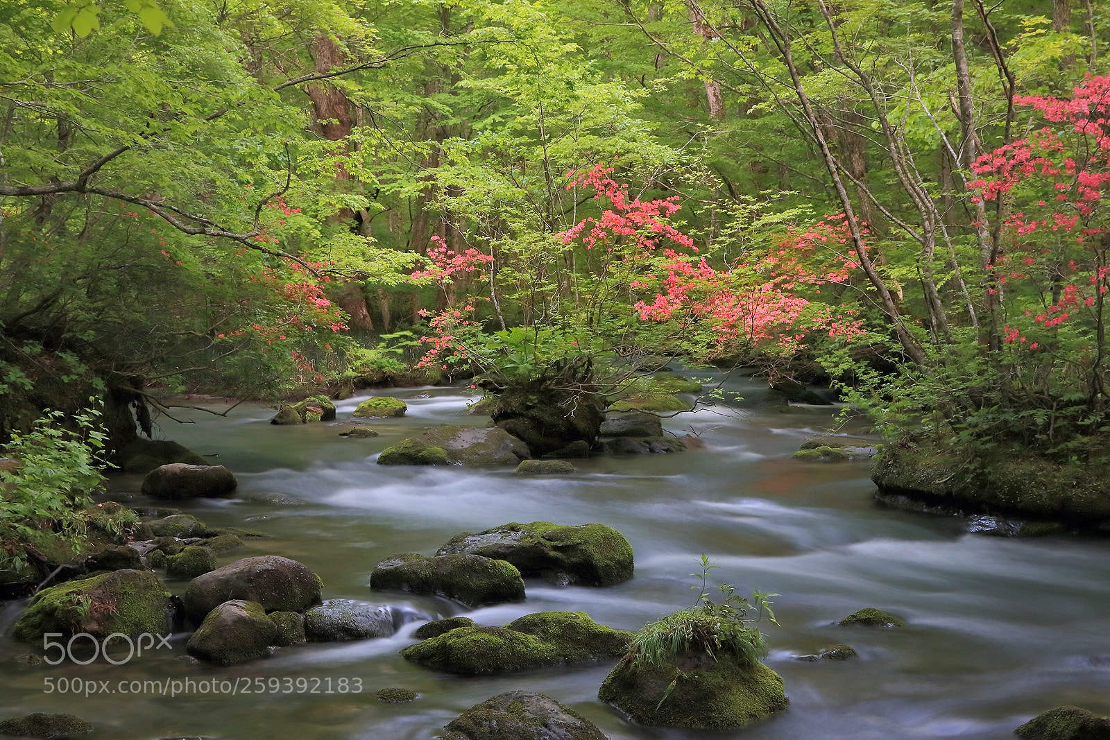 Canon EOS 70D sample photo. Spring stream i photography