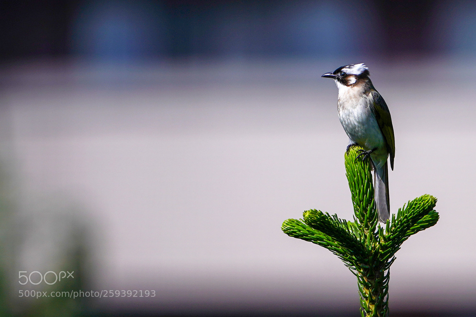 Sony a9 sample photo. 白頭鵯 pycnonotus sinensis photography
