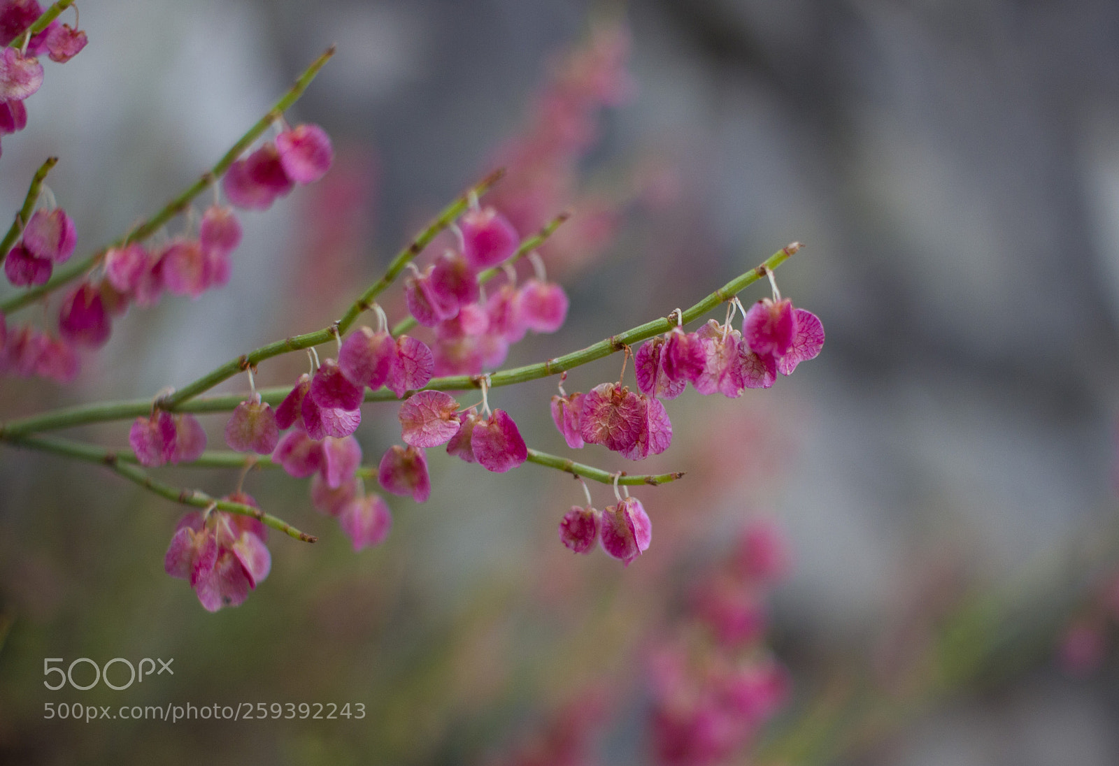 Canon EOS 600D (Rebel EOS T3i / EOS Kiss X5) sample photo. Beautiful leaves photography