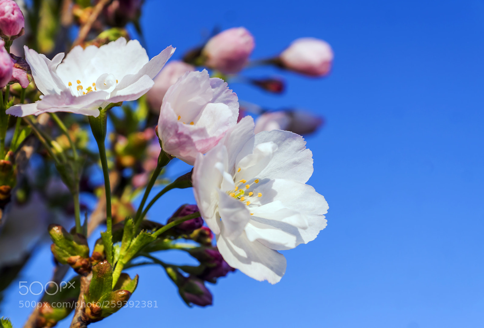 Sony ILCA-77M2 sample photo. Beautiful flowers of cherry photography