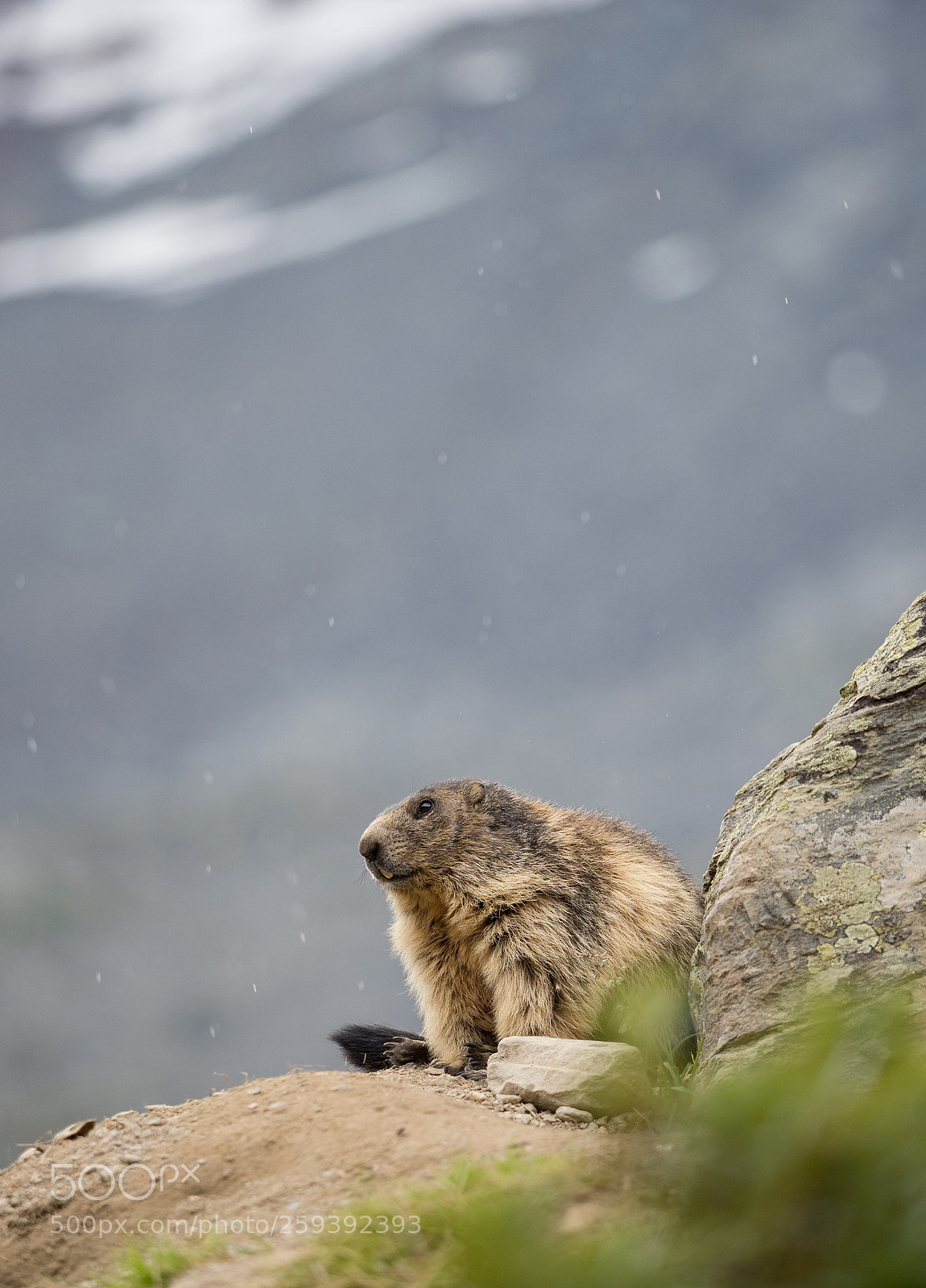 Olympus OM-D E-M1 Mark II sample photo. Lonely marmot photography