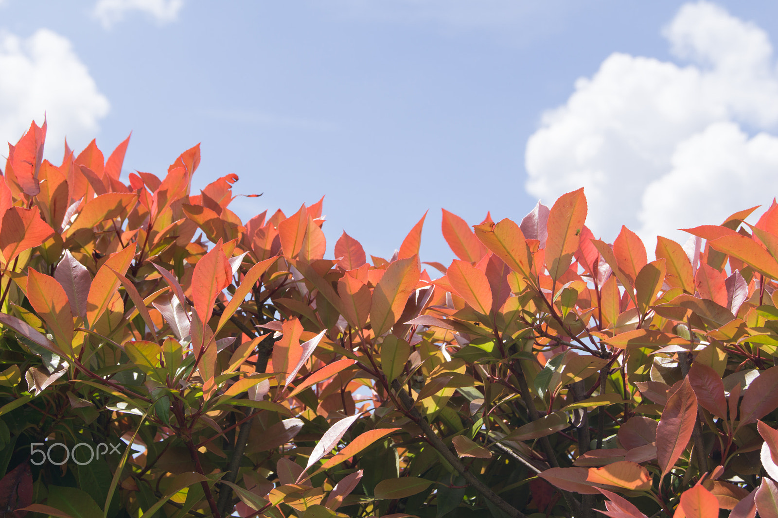 Sony a5100 sample photo. My garden flowers photography